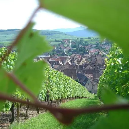 A In Wine Grower's House Apartment